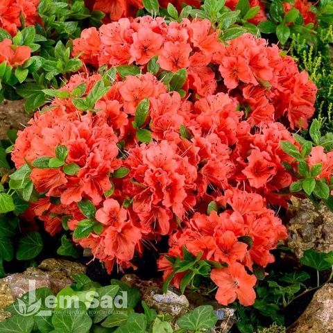 Азалія японська Гейша Оранж (Azalea japonica Geisha Orange) 20094 фото
