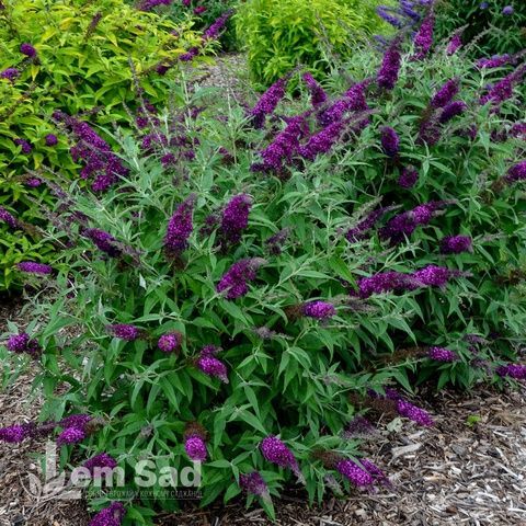 Буддлея Маджента Манчкін (Buddleja davidii Magenta Munchkin) 20203 фото