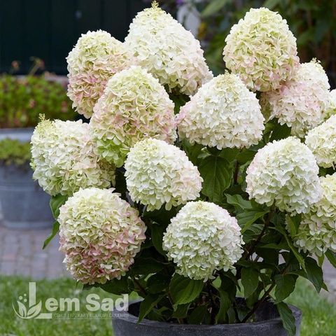 Гортензия метельчатая Диамантино (Hydrangea paniculata Diamantino) 20393 фото