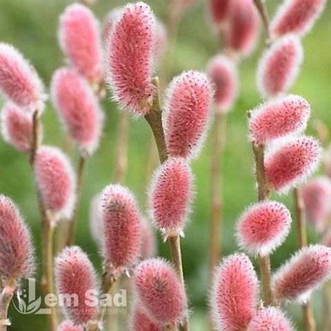 Верба тонкостовбурна Маунт Асо (Salix gracilistyla Mount Aso) 20253 фото