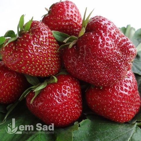 Полуниця великоплідна пізня Мальвіна (Fragaria &times; ananassa Malwina) 30019 фото