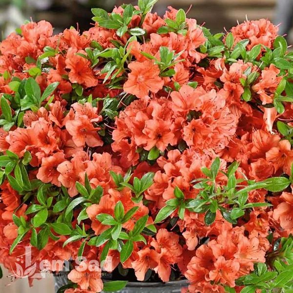 Азалія японська Гейша Оранж (Azalea japonica Geisha Orange) 20094 фото