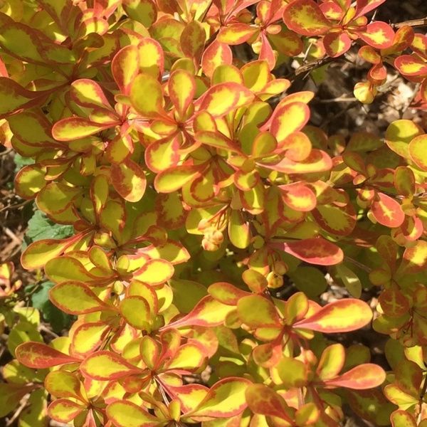 Барбарис Тунберга Диаболикум (Berberis thunbergii Diabolicum) 20144 фото