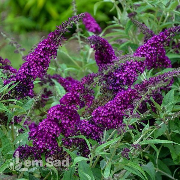 Буддлея Маджента Манчкін (Buddleja davidii Magenta Munchkin) 20203 фото