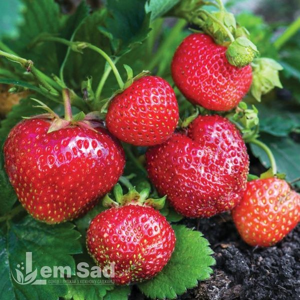 Полуниця великоплідна пізня Мальвіна (Fragaria &times; ananassa Malwina) 30019 фото