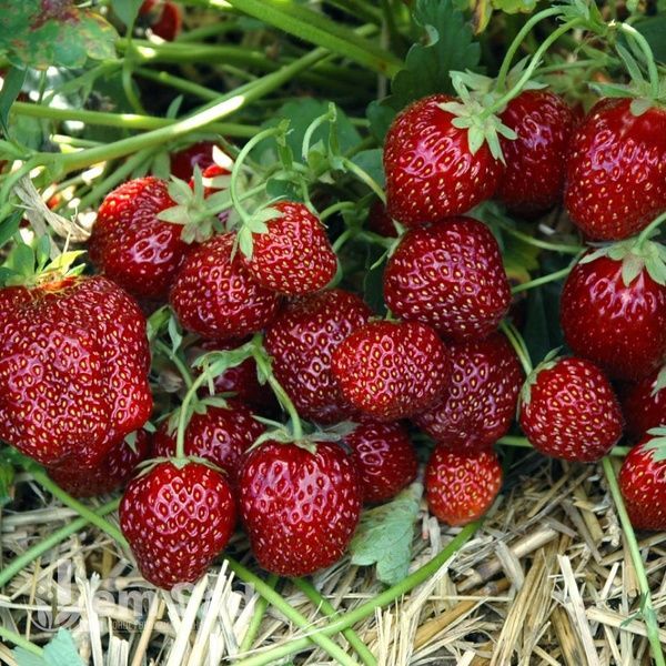 Полуниця великоплідна пізня Мальвіна (Fragaria &times; ananassa Malwina) 30019 фото