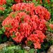 Азалія японська Гейша Оранж (Azalea japonica Geisha Orange) 20094 фото 1