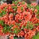 Азалія японська Гейша Оранж (Azalea japonica Geisha Orange) 20094 фото 2