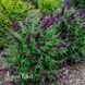 Буддлея Маджента Манчкін (Buddleja davidii Magenta Munchkin) 20203 фото 1