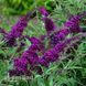 Буддлея Маджента Манчкін (Buddleja davidii Magenta Munchkin) 20203 фото 2