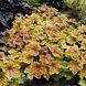 Гейхера Ред Лайтнинг (Heuchera Red Lightning) 20294 фото 2