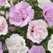 Гибискус сирийский Пинк Шифон (Hibiscus syriacus Pink Chiffon) 20327 фото 2