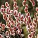 Верба тонкостовбурна Маунт Асо (Salix gracilistyla Mount Aso) 20253 фото 2