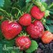 Полуниця великоплідна пізня Мальвіна (Fragaria &times; ananassa Malwina) 30019 фото 3