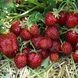 Полуниця великоплідна пізня Мальвіна (Fragaria &times; ananassa Malwina) 30019 фото 2