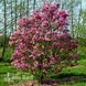Магнолия гибридная Сюзан 20044 фото 1