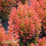 Барбарис Тунберга Флоренс (Berberis thunbergii Florence) 20145 фото