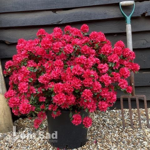 Азалія японська Хіно Крімсон (Azalea japonica Hino Crimson) 20095 фото