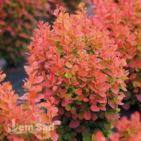 Барбарис Тунберга Флоренс (Berberis thunbergii Florence) 20145 фото
