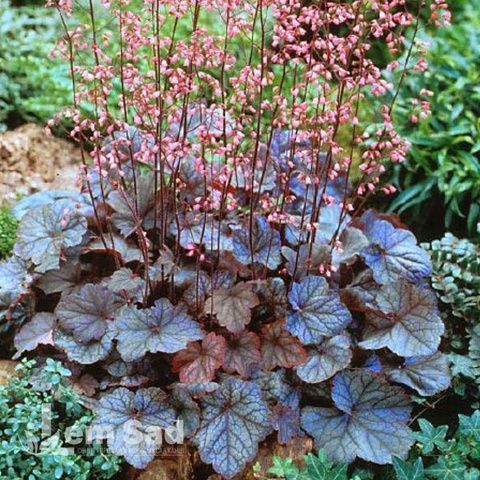 Гейхера Реджина (Heuchera Regina) 20295 фото