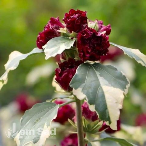 Гібіскус сирійський Пурпуреус Варієгатус (Hibiscus syriacus Purpureus Variegatus) 20328 фото