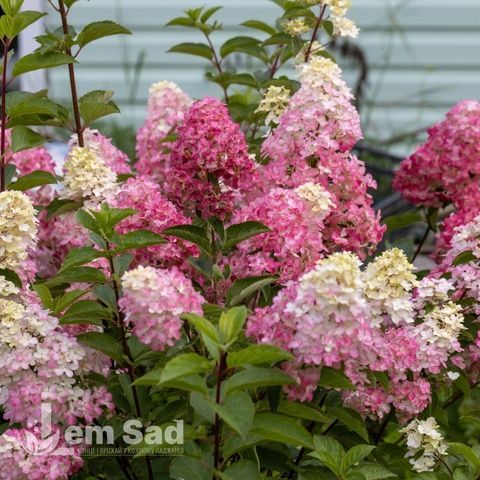 Гортензия метельчатая Фрайз Мельба (Hydrangea paniculata Fraise Melba) 20394 фото