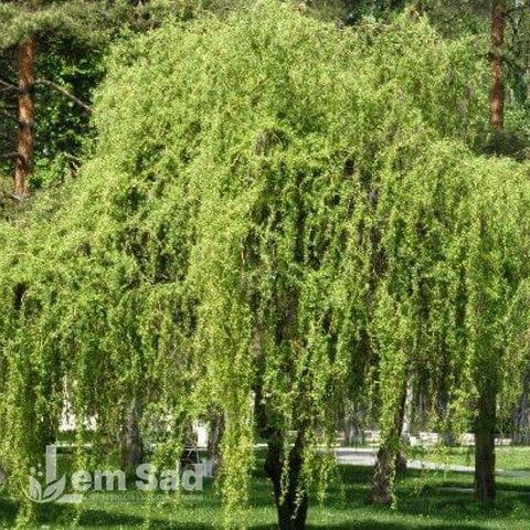 Верба Матсудана (Salix matsudana) 20254 фото