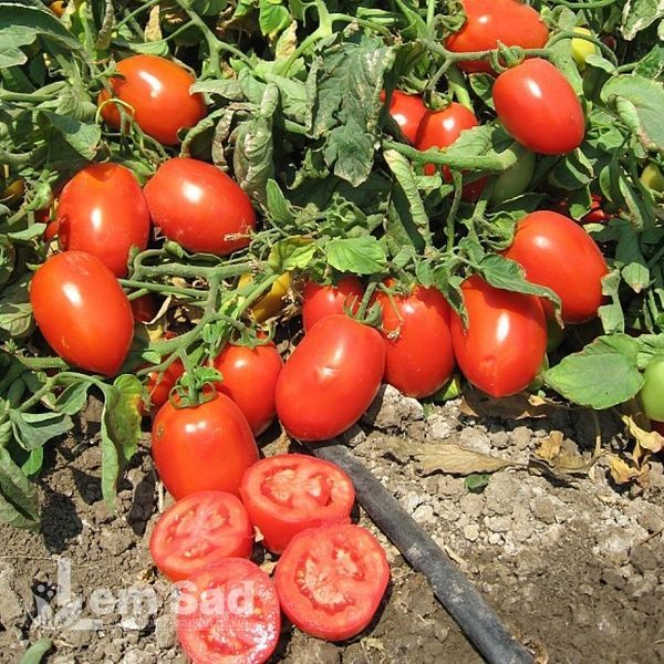 Томат Коррида 70104 фото
