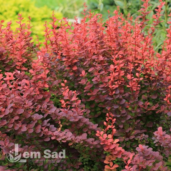Барбарис Тунберга Флоренс (Berberis thunbergii Florence) 20145 фото