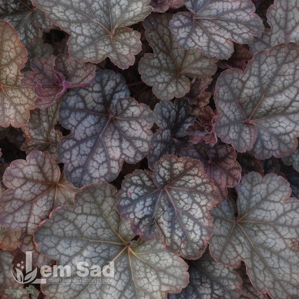 Гейхера Реджина (Heuchera Regina) 20295 фото