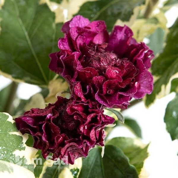 Гібіскус сирійський Пурпуреус Варієгатус (Hibiscus syriacus Purpureus Variegatus) 20328 фото