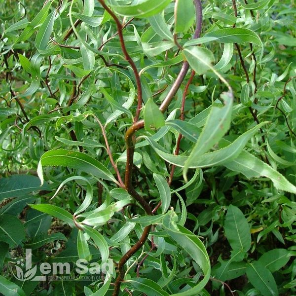 Ива Мацудана (Salix matsudana) 20254 фото