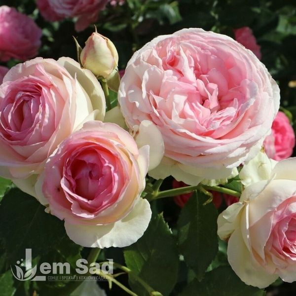 Роза чайно-гибридная Вальс де Мейян (Valse de Meilland) 50057 фото