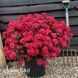 Азалия японская Хино Кримсон (Azalea japonica Hino Crimson) 20095 фото 1