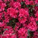 Азалия японская Хино Кримсон (Azalea japonica Hino Crimson) 20095 фото 2