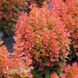 Барбарис Тунберга Флоренс (Berberis thunbergii Florence) 20145 фото 1