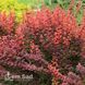 Барбарис Тунберга Флоренс (Berberis thunbergii Florence) 20145 фото 2