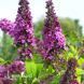 Буддлея Муншайн (Buddleja davidii Moonshine) 20204 фото 1