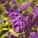 Буддлея Муншайн (Buddleja davidii Moonshine) 20204 фото 2