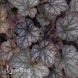 Гейхера Реджина (Heuchera Regina) 20295 фото 2