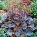 Гейхера Реджина (Heuchera Regina) 20295 фото 1