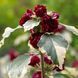 Гібіскус сирійський Пурпуреус Варієгатус (Hibiscus syriacus Purpureus Variegatus) 20328 фото 1