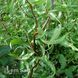 Ива Мацудана (Salix matsudana) 20254 фото 2