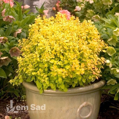 Барбарис Тунберга Голден Дивайн (Berberis thunbergii Golden Divine) 20146 фото