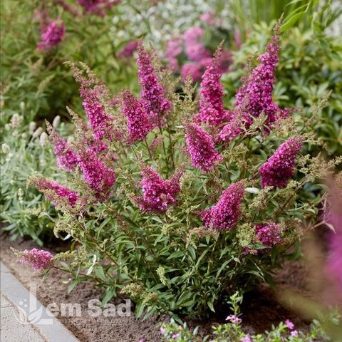 Буддлея Октопус Маджента (Buddleja davidii Octopus Magenta) 20205 фото