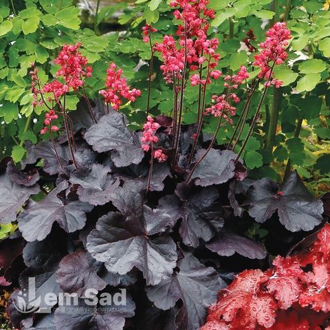 Гейхера Рокис Блэк (Heuchera Rockies Black) 20296 фото
