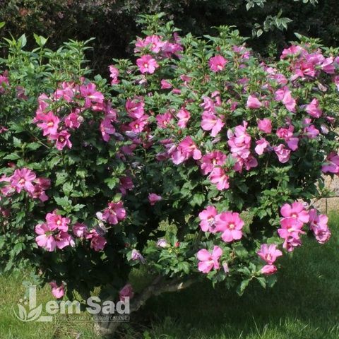 Гібіскус сирійський Санчойо (Hibiscus syriacus Sanchoyo) 20329 фото
