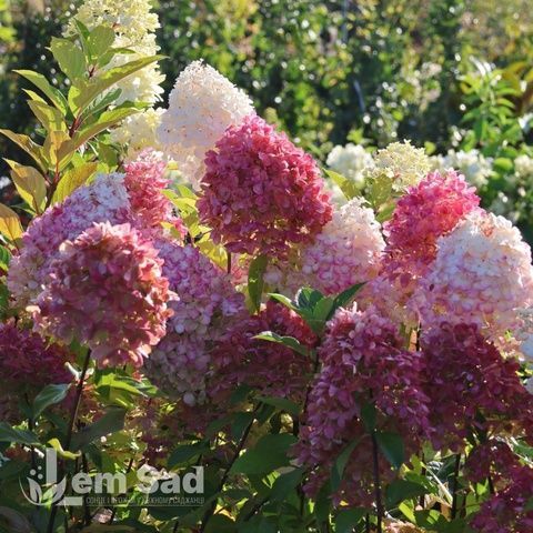 Гортензия метельчатая Граффити (Hydrangea paniculata Graffiti) 20395 фото