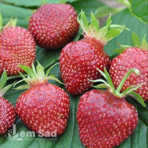 Полуниця великоплідна пізня Фейт (Fragaria &times; ananassa Faith) 30021 фото