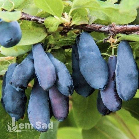 Жимолость Степова 30092 фото